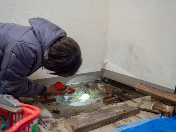 Professional Mold Removal in Ponderosa Park, CO