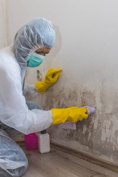 Best Biohazard Mold Removal  in Ponderosa Park, CO
